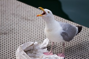 海鳥とゴミ