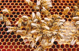 消えていくミツバチがもたらす年間の経済的利益　約66兆円